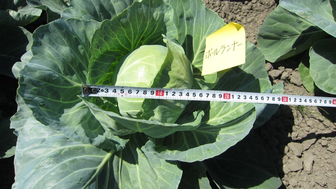 北海道(夏秋キャベツ)