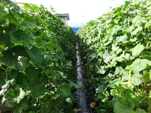 山形県(夏秋きゅうり)