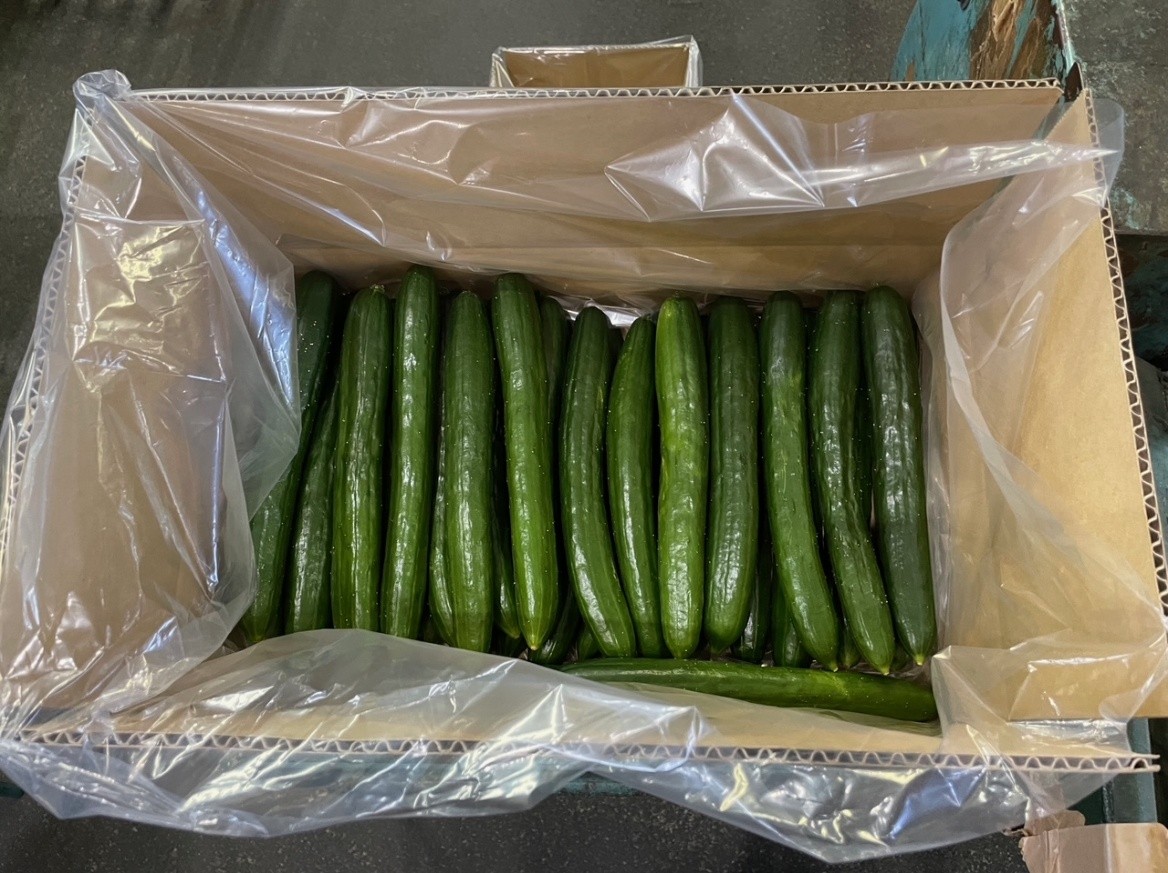 愛媛県(夏秋きゅうり)