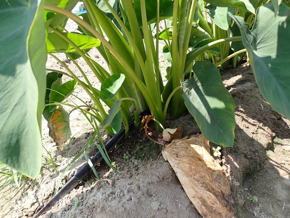 静岡県(秋冬さといも)