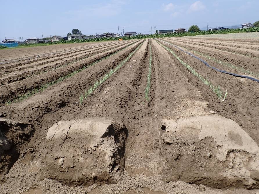 静岡県(秋冬ねぎ)