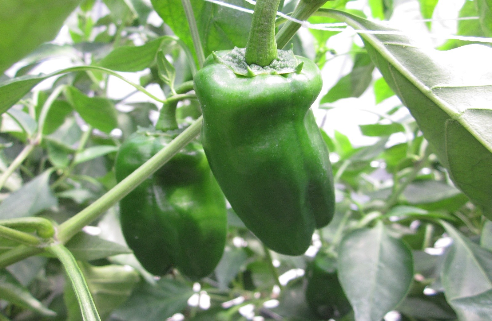 大分県(夏秋ピーマン)