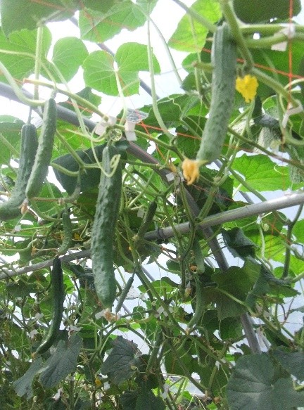 福島県(夏秋きゅうり)