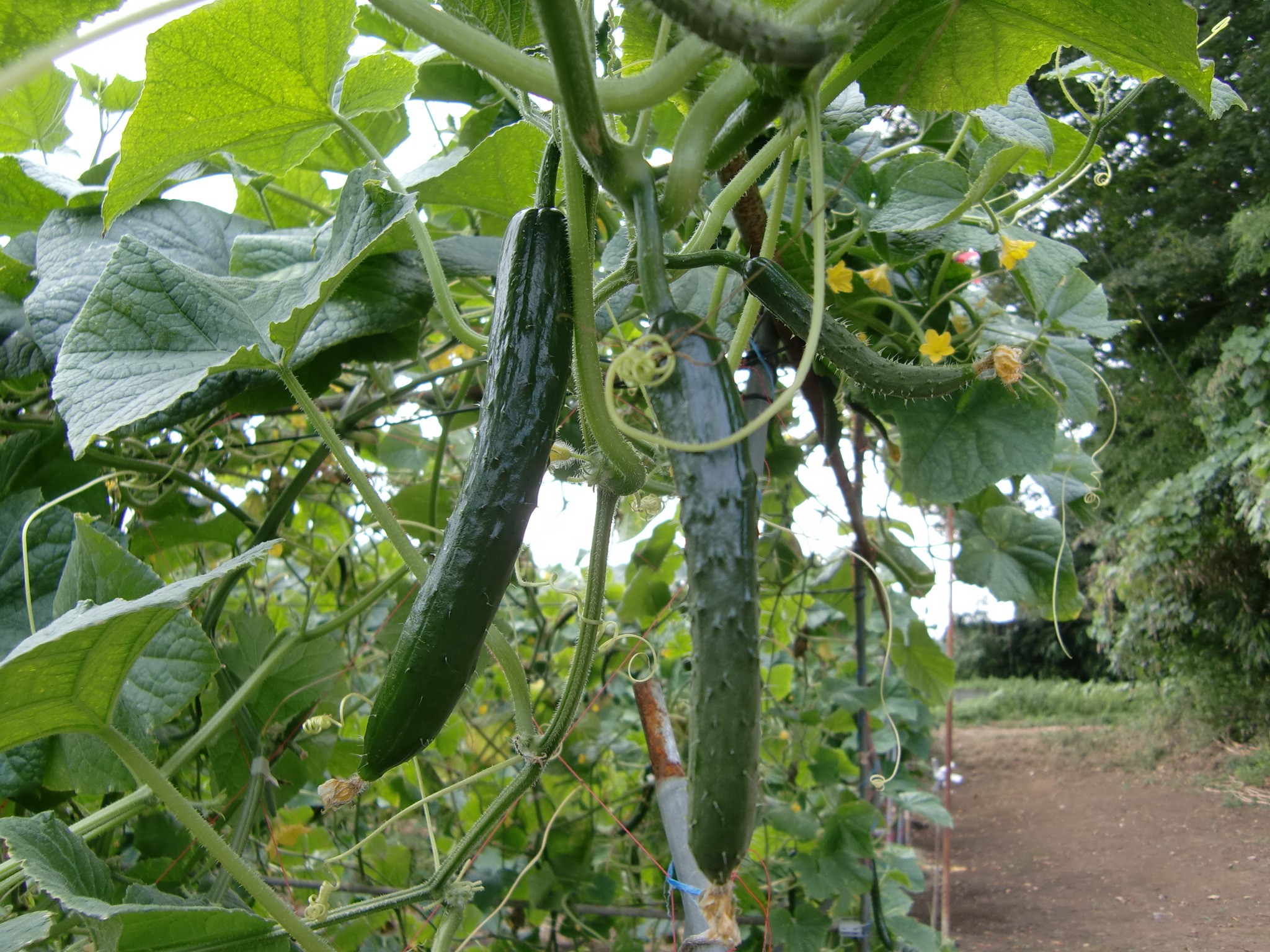 宮城県(夏秋きゅうり)