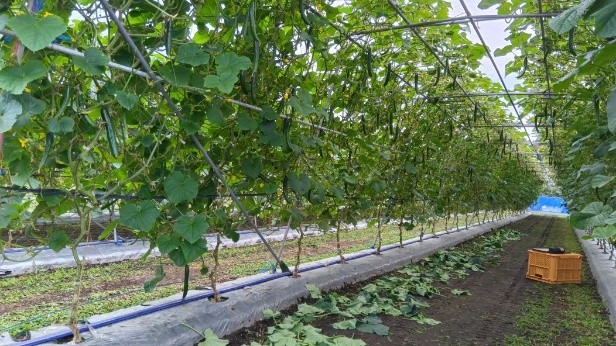 秋田県(夏秋きゅうり)