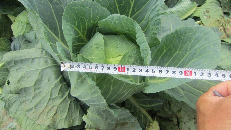 北海道(夏秋キャベツ)