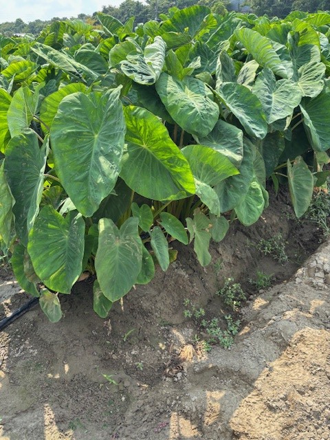 静岡県(秋冬さといも)