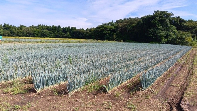 秋田県(秋冬ねぎ)