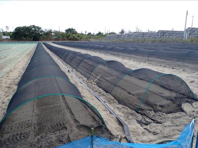 静岡県(たまねぎ)