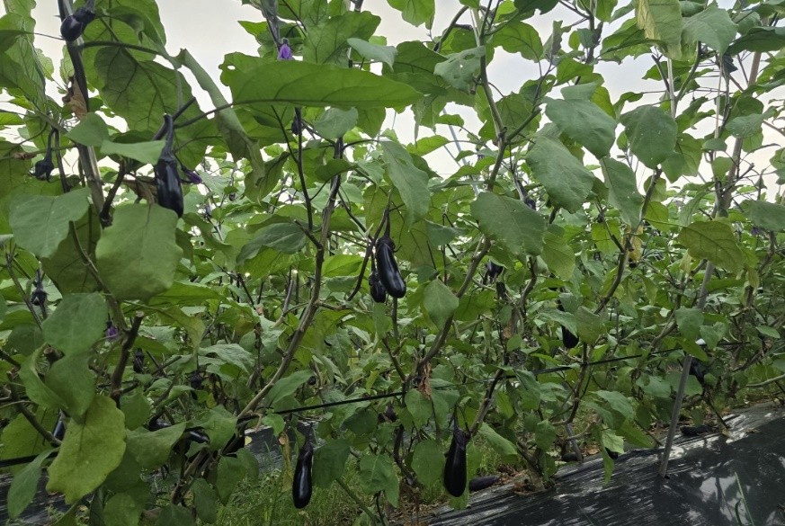 奈良県(夏秋なす)