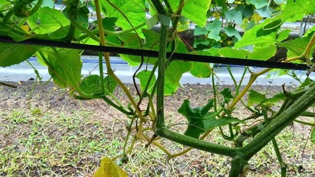 秋田県(夏秋きゅうり)