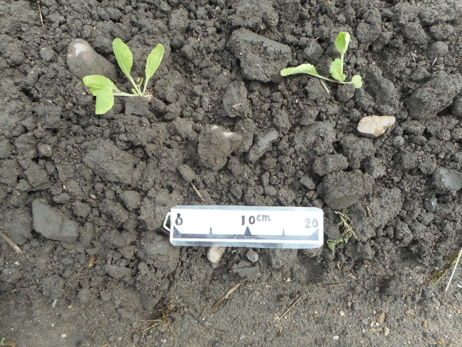 三重県(秋冬はくさい)