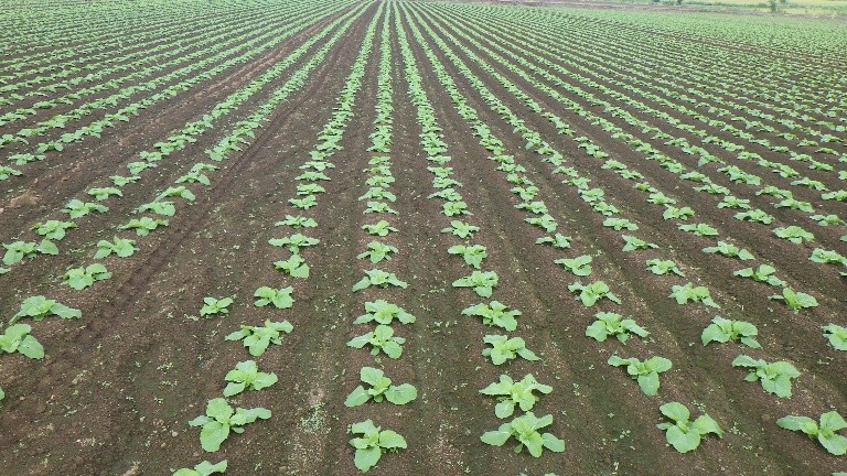 茨城県(秋冬はくさい)