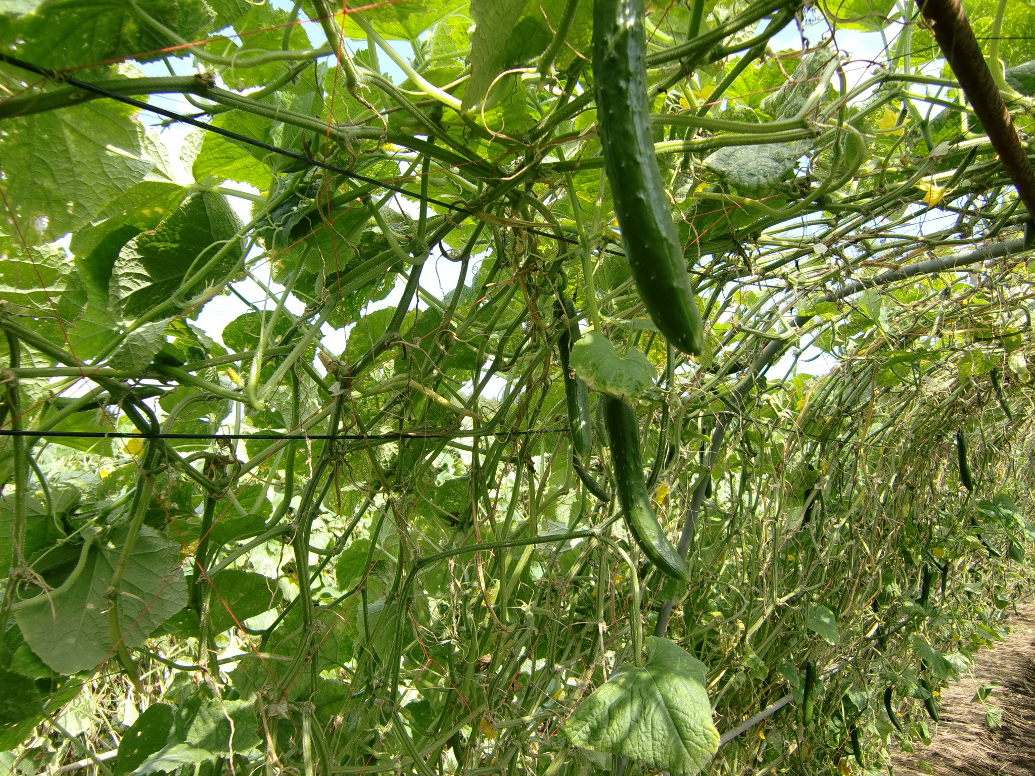 宮城県(夏秋きゅうり)