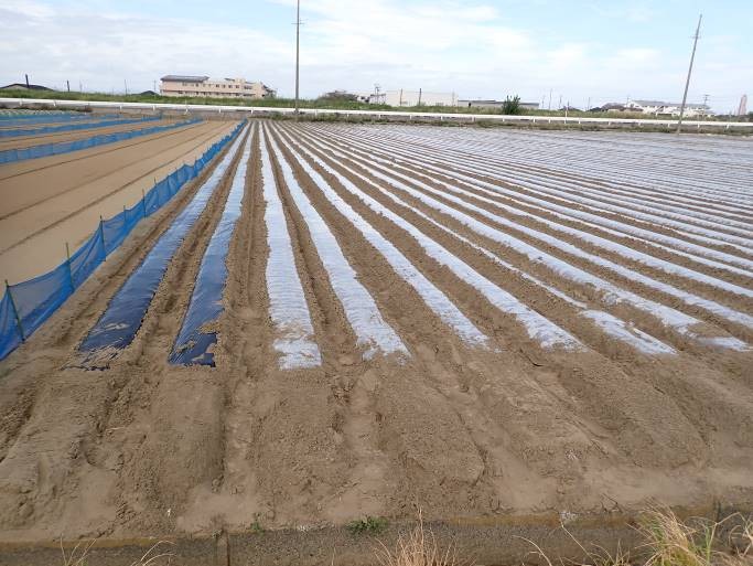 静岡県(たまねぎ)