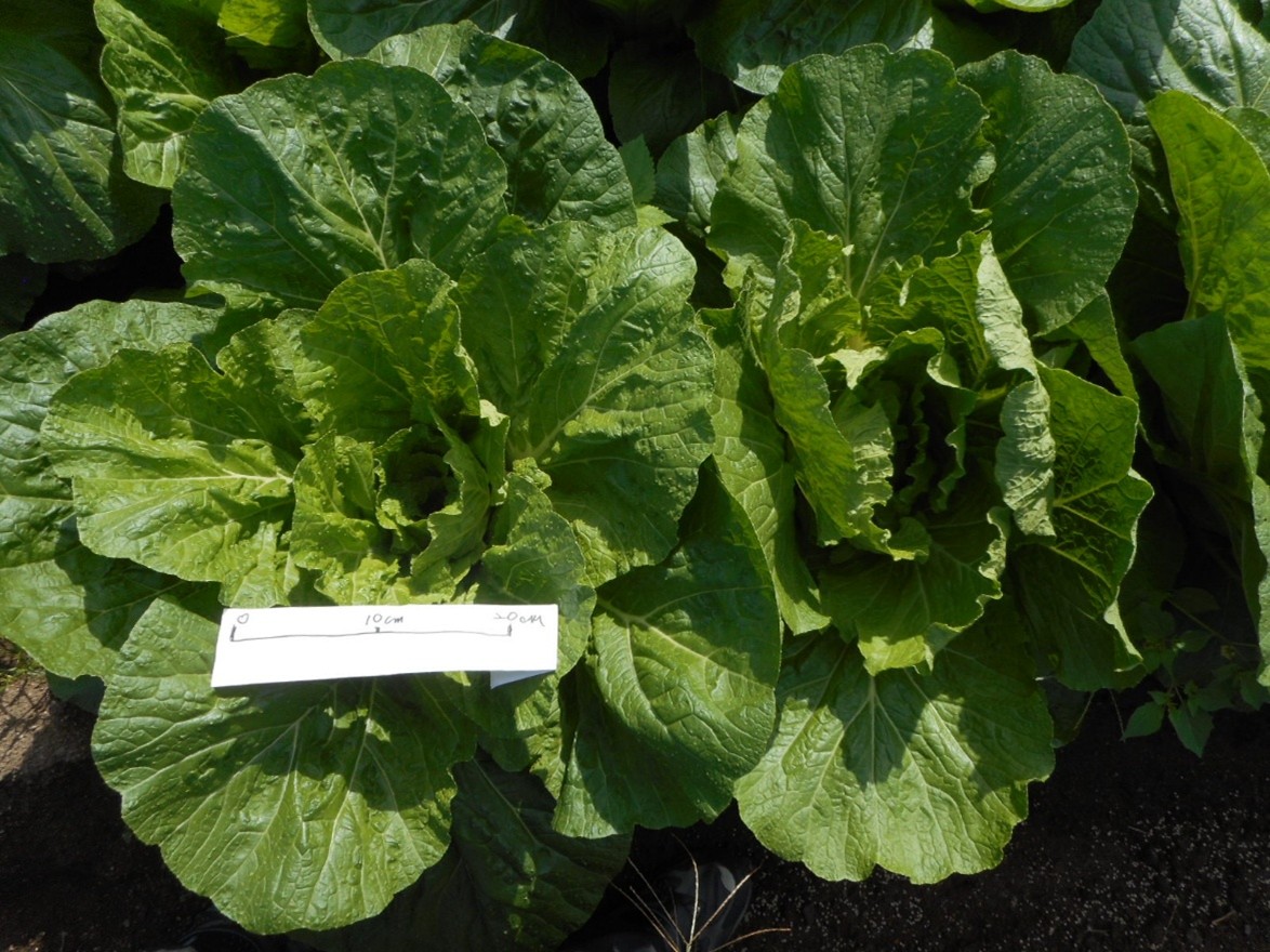 三重県(秋冬はくさい)