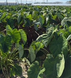 静岡県(秋冬さといも)