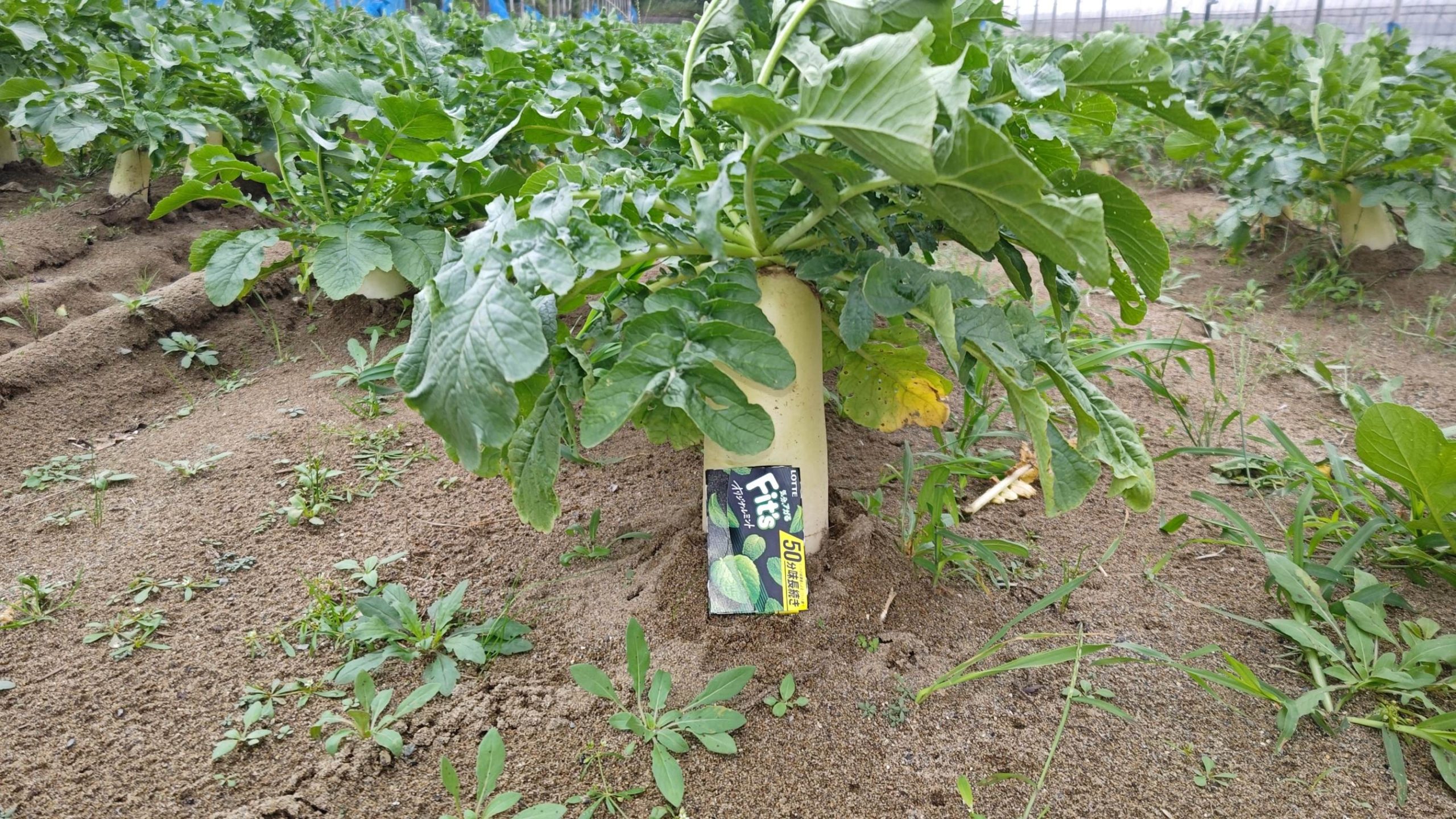 福井県(秋冬だいこん)