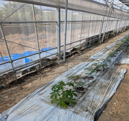 沖縄県(冬春トマト)