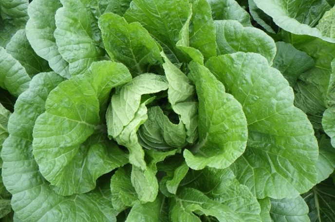 茨城県(秋冬はくさい)