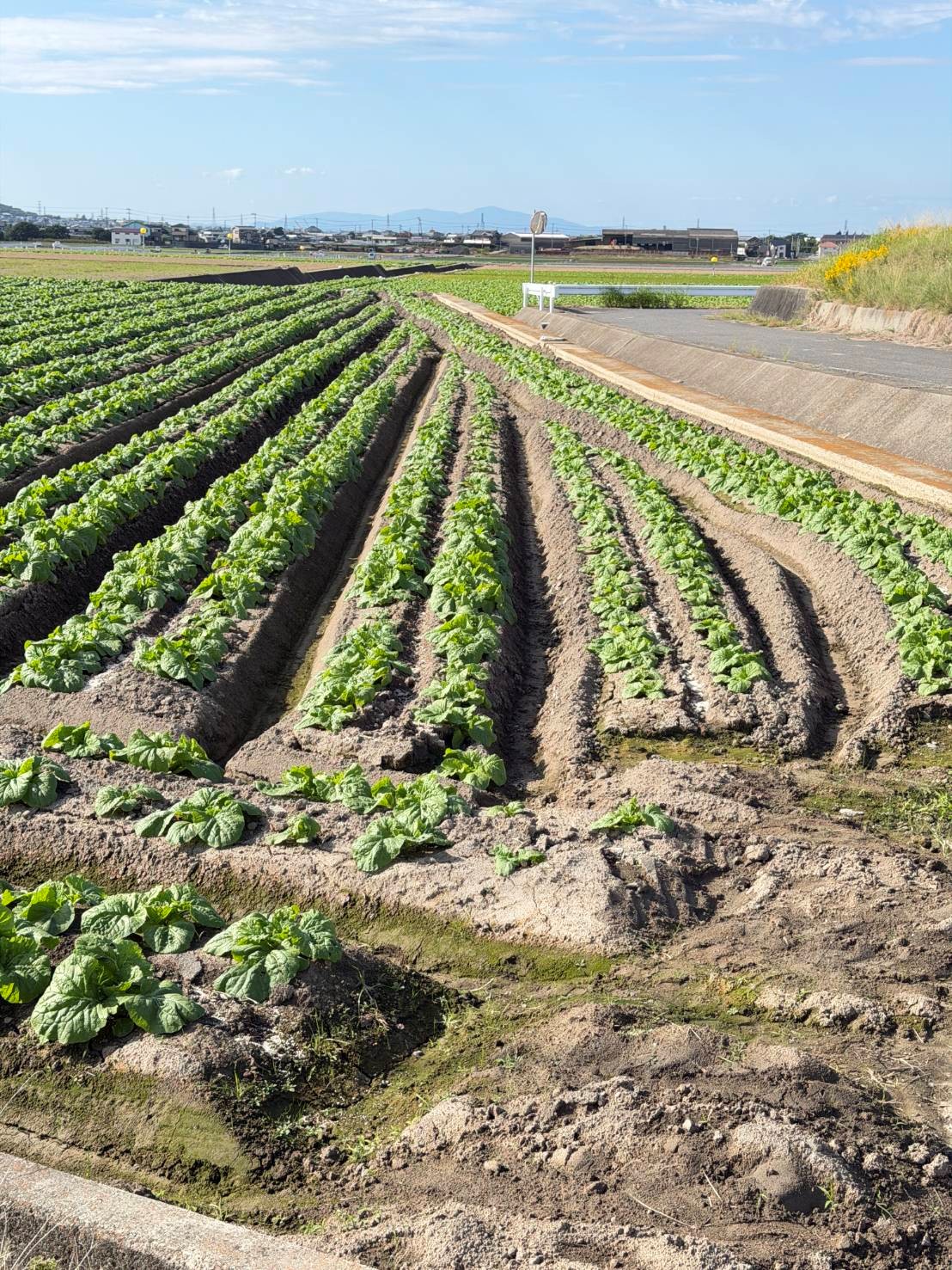 兵庫県(秋冬はくさい)