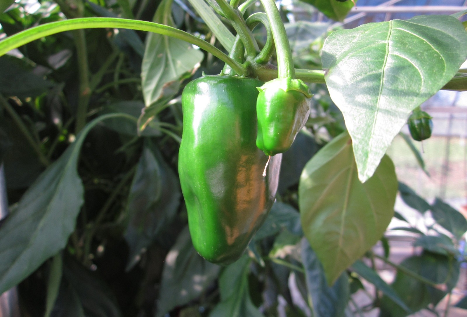 大分県(夏秋ピーマン)