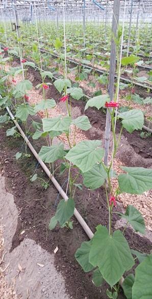 高知県(冬春きゅうり)