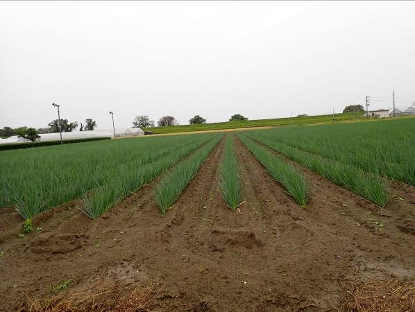 静岡県(秋冬ねぎ)