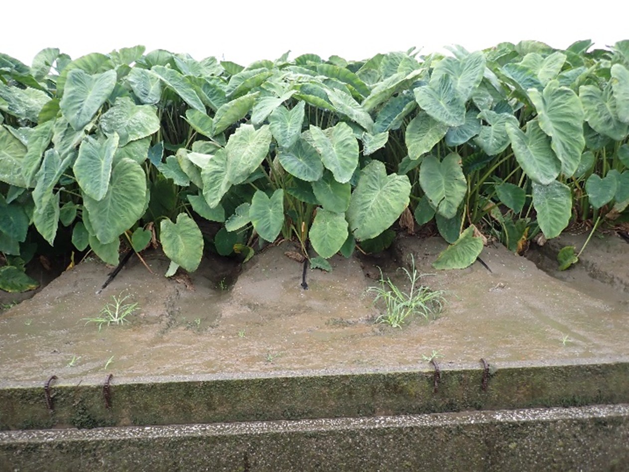 静岡県(秋冬さといも)