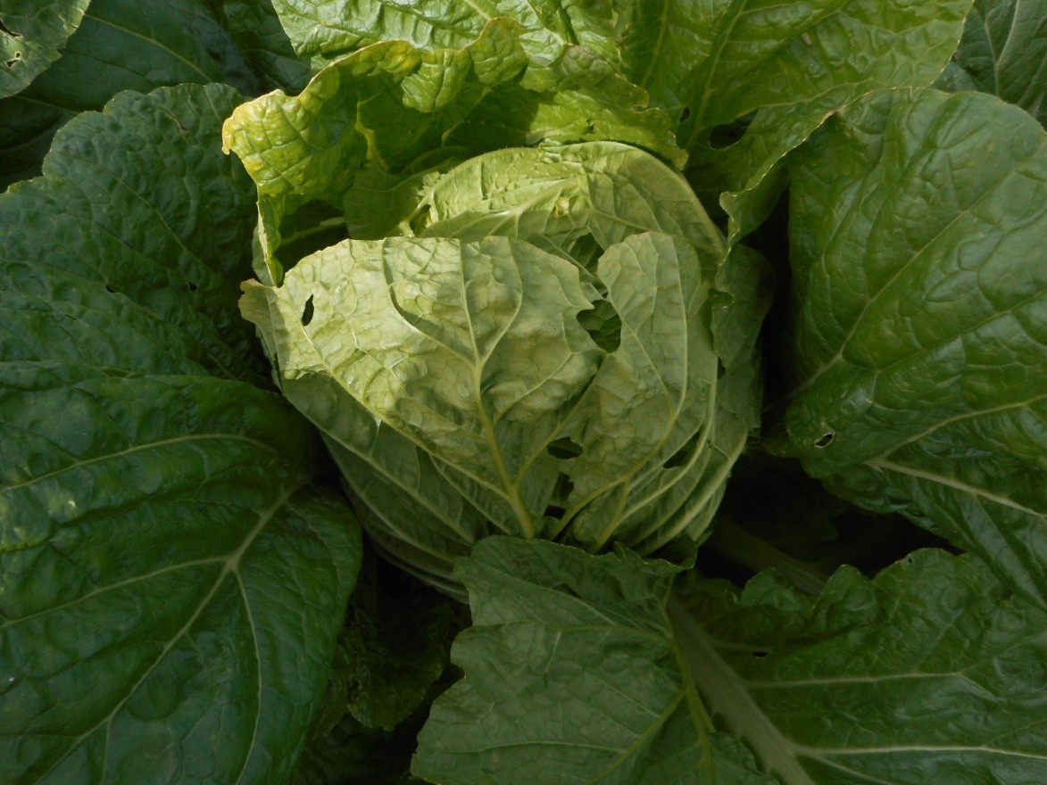 三重県(秋冬はくさい)