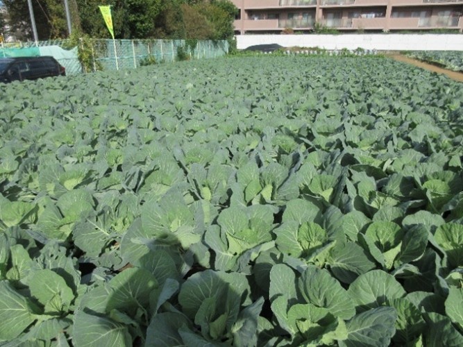 東京都(冬キャベツ)