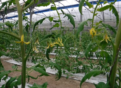 沖縄県(冬春トマト)