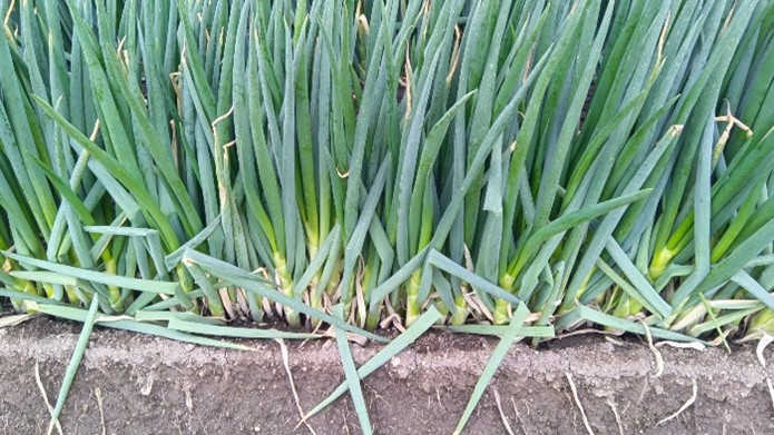 秋田県(秋冬ねぎ)