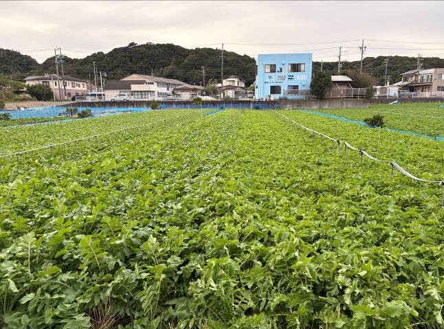 静岡県(秋冬だいこん)