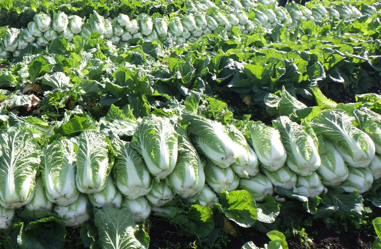 茨城県(秋冬はくさい)