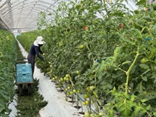 熊本県(冬春トマト)