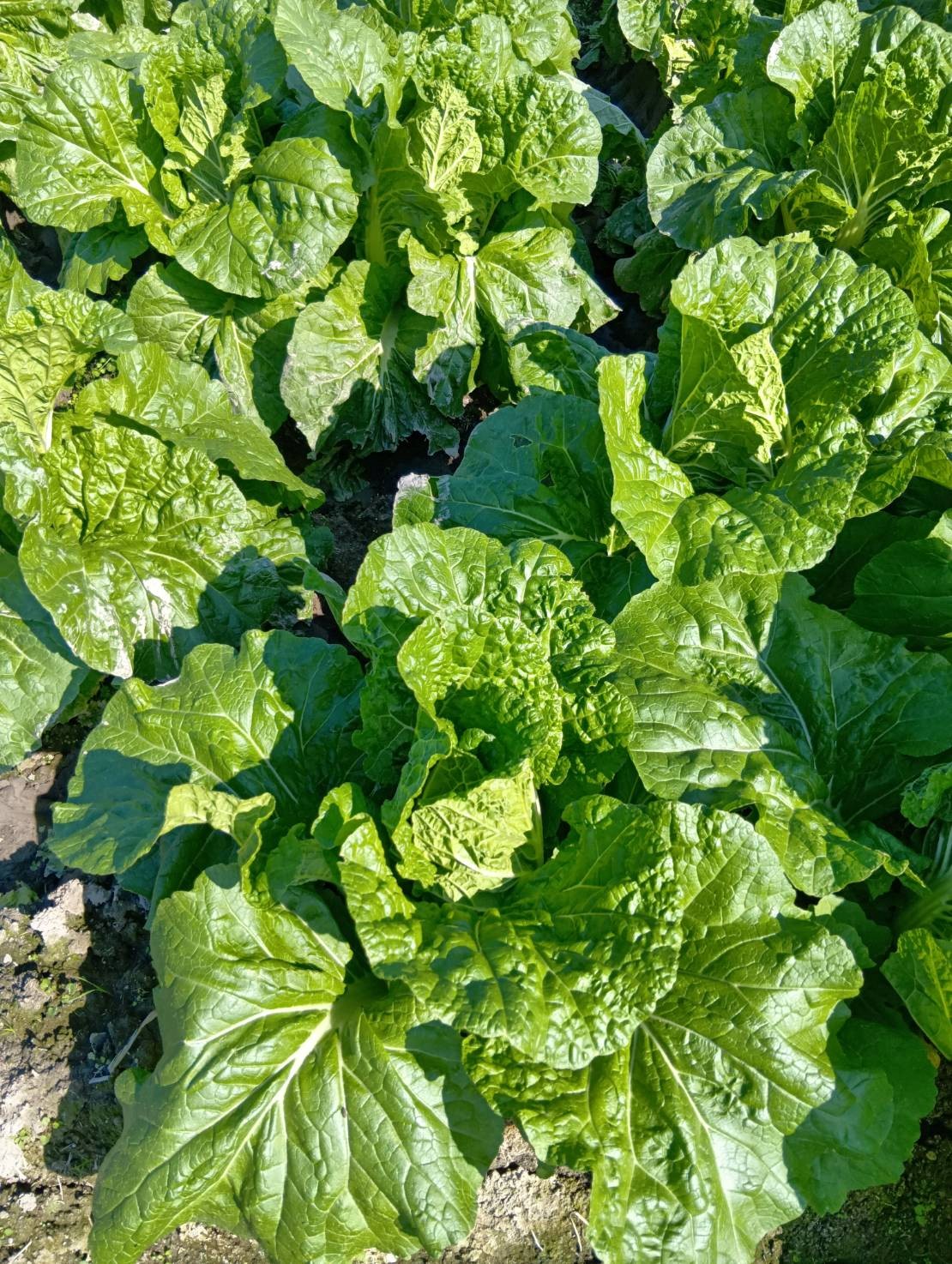 兵庫県(秋冬はくさい)