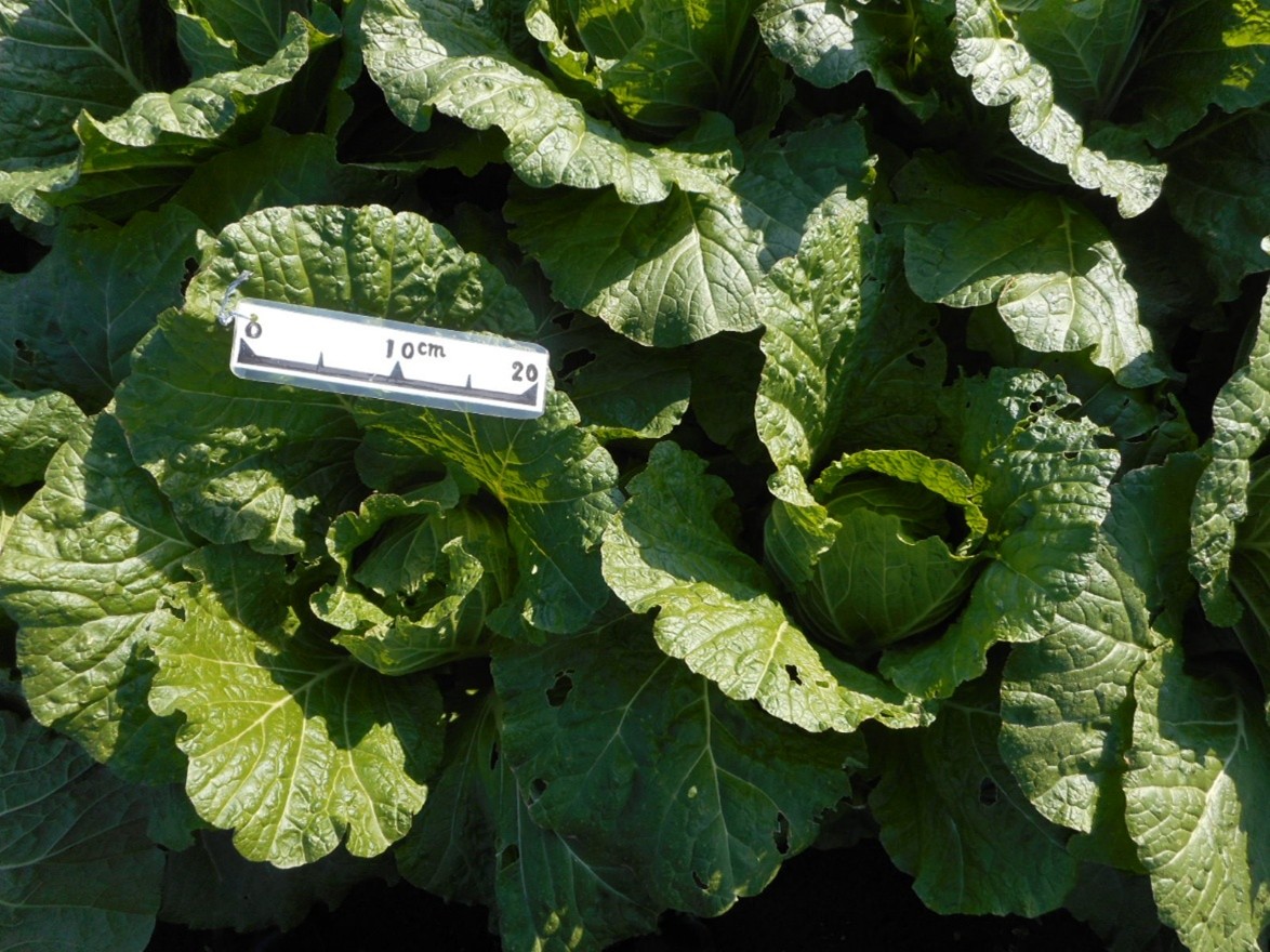 三重県(秋冬はくさい)