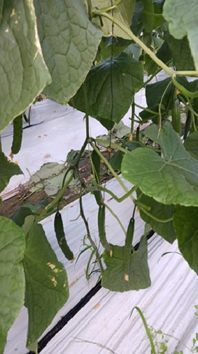 高知県(冬春きゅうり)