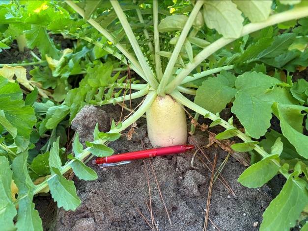 静岡県(秋冬だいこん)