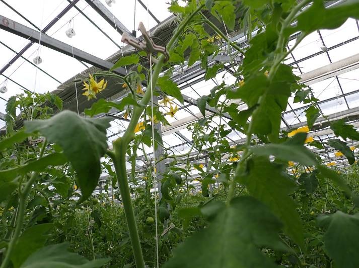 静岡県(冬春トマト(小笠:大玉))