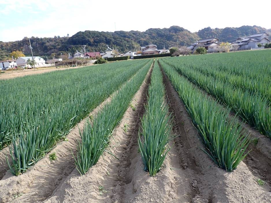 静岡県(秋冬ねぎ)