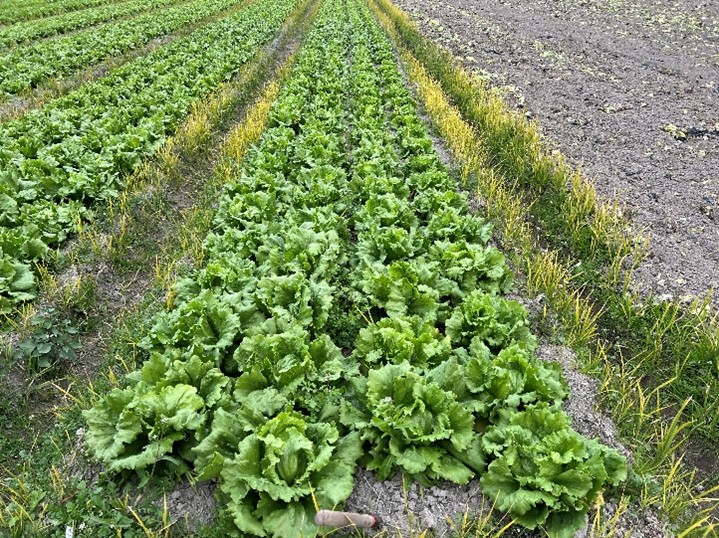 香川県(冬レタス)