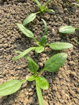 宮城県(ほうれんそう)