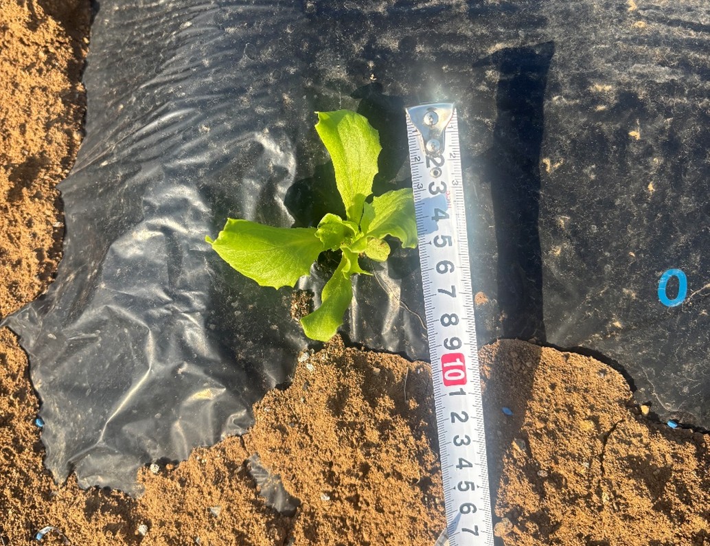 長崎県(冬レタス)