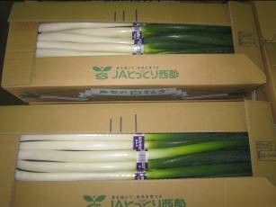 鳥取県(秋冬ねぎ)