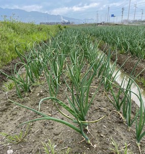 愛媛県(たまねぎ)