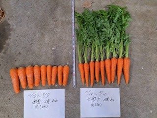 徳島県(春夏にんじん)