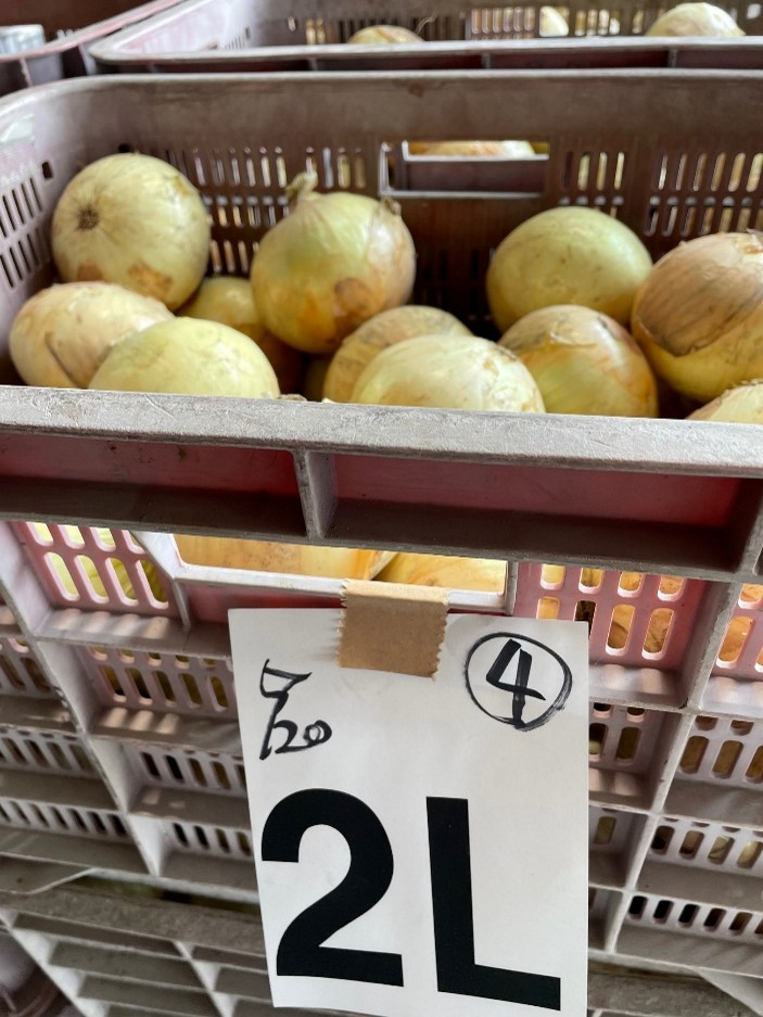 愛媛県(たまねぎ)
