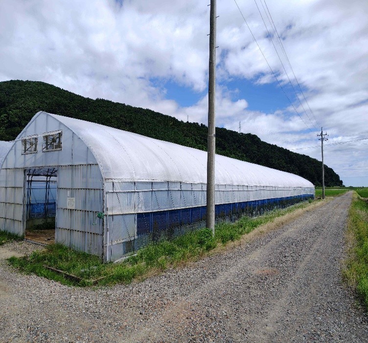 福井県(ほうれんそう)